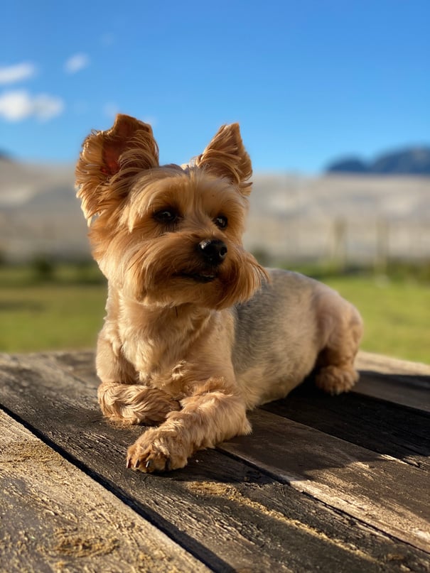 Yorkie